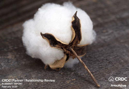 Cover of CRDC's Parter Relationship Review report. One open cotton boll laying on a dark background.