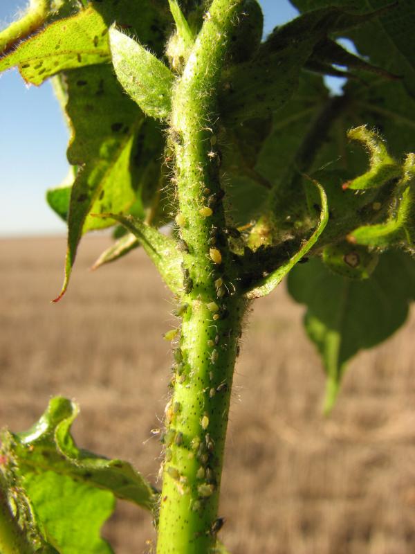 Aphids on a cotton plant.