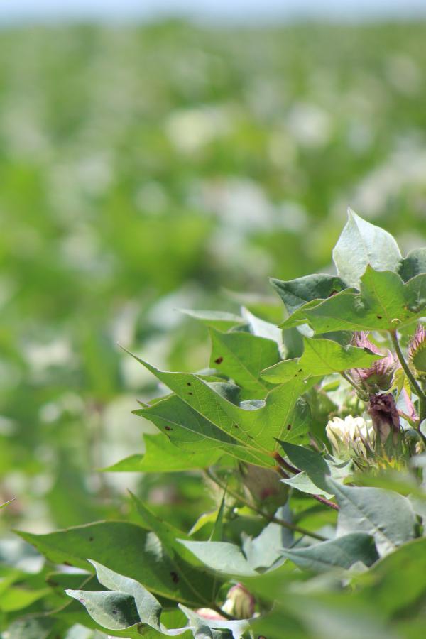 Cotton in a paddock at flowering stage