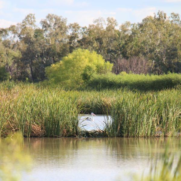 A pelican on a cotton farm dam