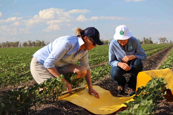 Two cotton researchers kneeling with a cotton beat sheet in a cotton field. 
