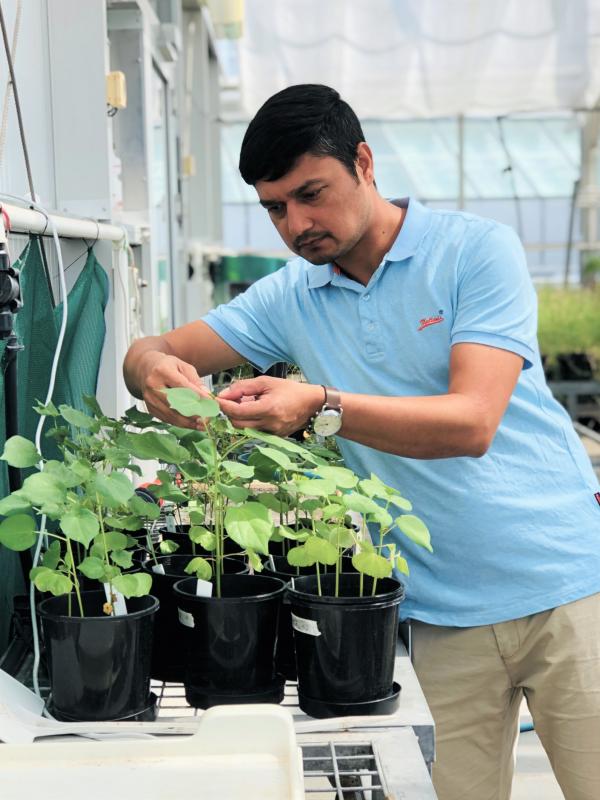 Dr Dinesh Kafle checking plants in a greenhouse