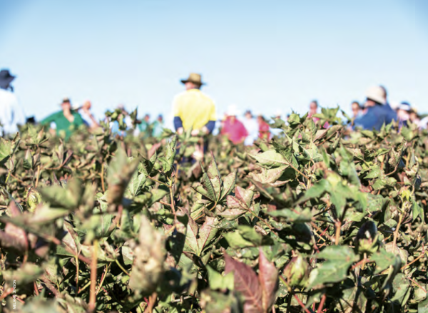 Growers standing in field