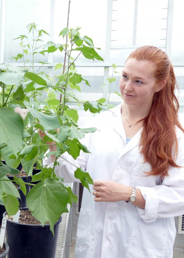 Cotton Biologist Demi Sargent, in a greenhouse