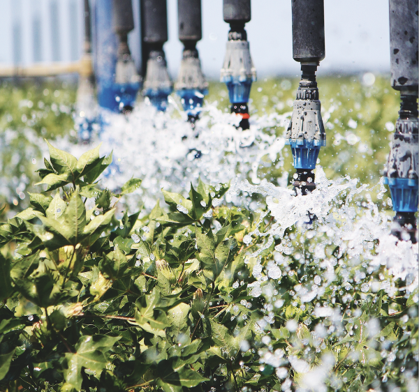 Lateral move irrigator in a cotton field.