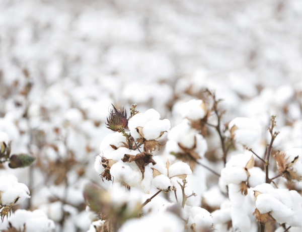 Cotton bolls