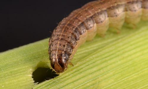 Fall Armyworm larvae