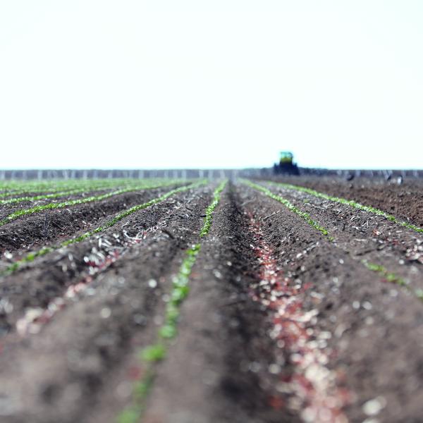 Soil in a cotton field