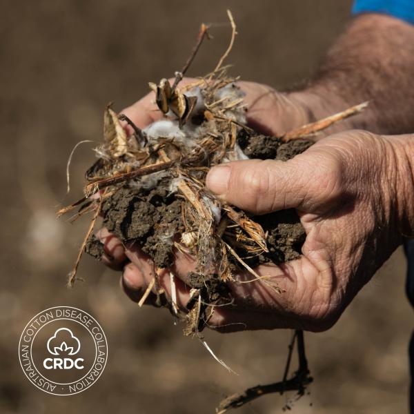 Hands holding soil