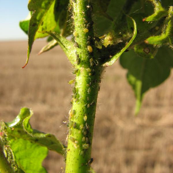 Aphids on a cotton plant.