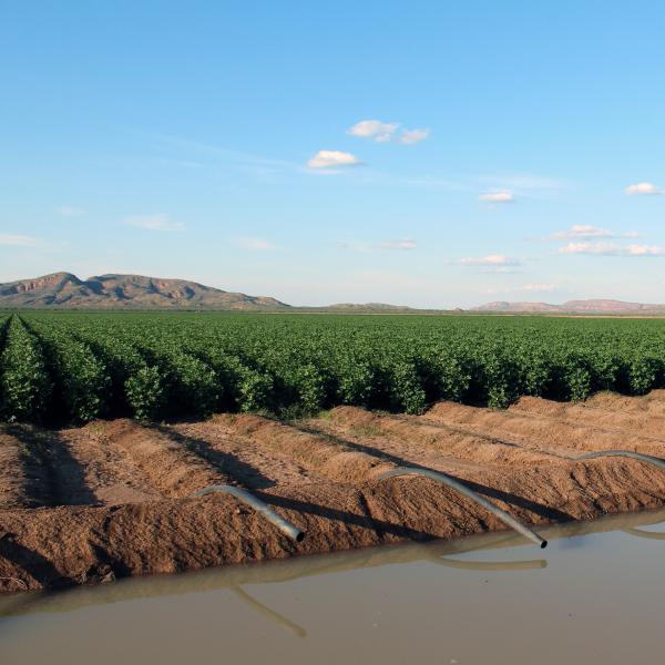 Cotton in Kununurra