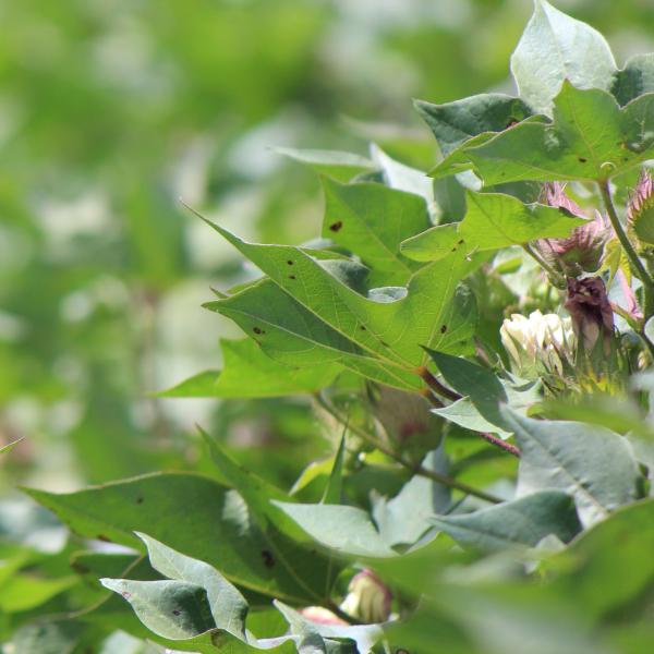 Cotton in a paddock at flowering stage