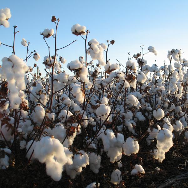 Join us in celebrating World Cotton Day.