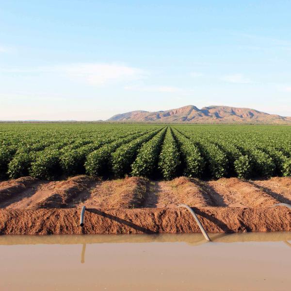 Cotton in Kununurra