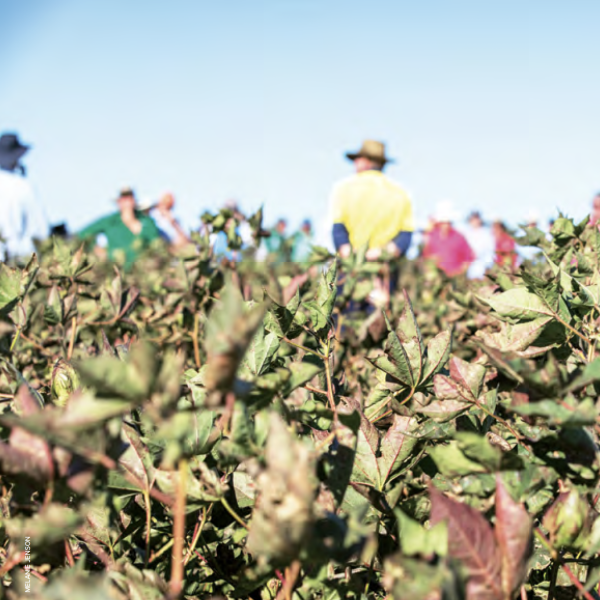 Growers standing in field
