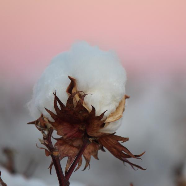 Cotton boll at sunset