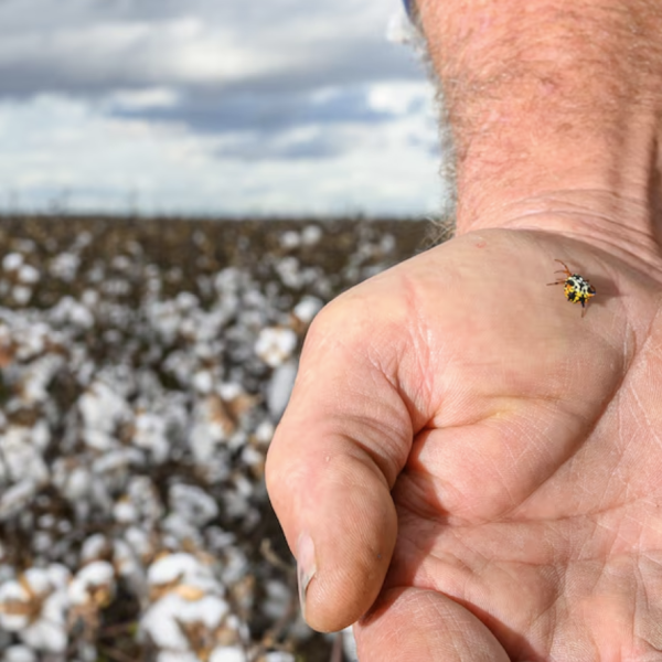 Mr Armitage has grown to appreciate the spiders, even though they tend to bite.(ABC Rural: Brandon Long)