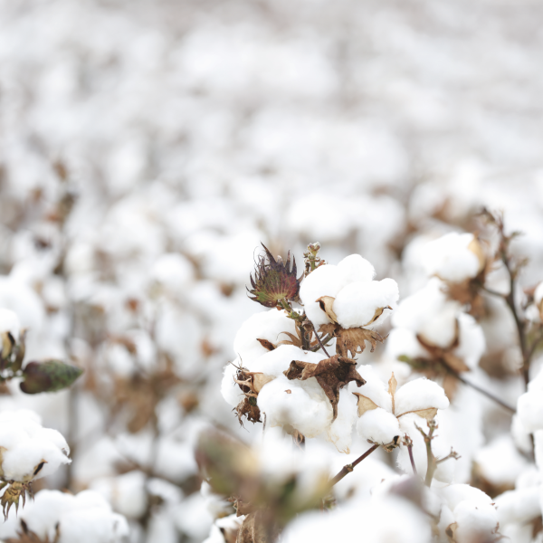 Cotton bolls