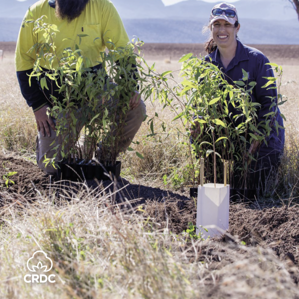 Man and woman kneeling in front of saplings