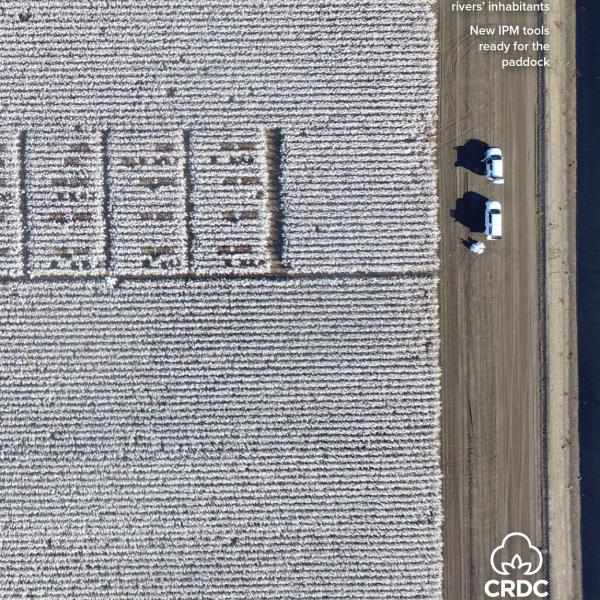 Aerial view of cotton field and two white cars