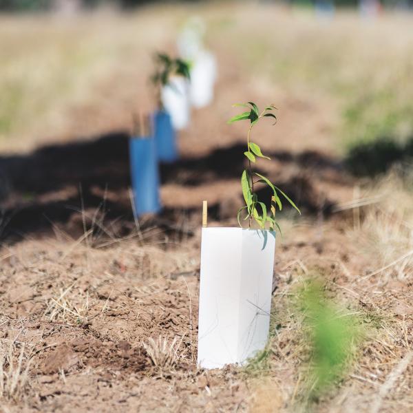 Row of native tree seedlings shortly after planting