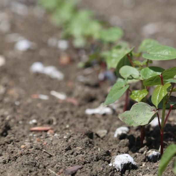 Sprouting cotton plants