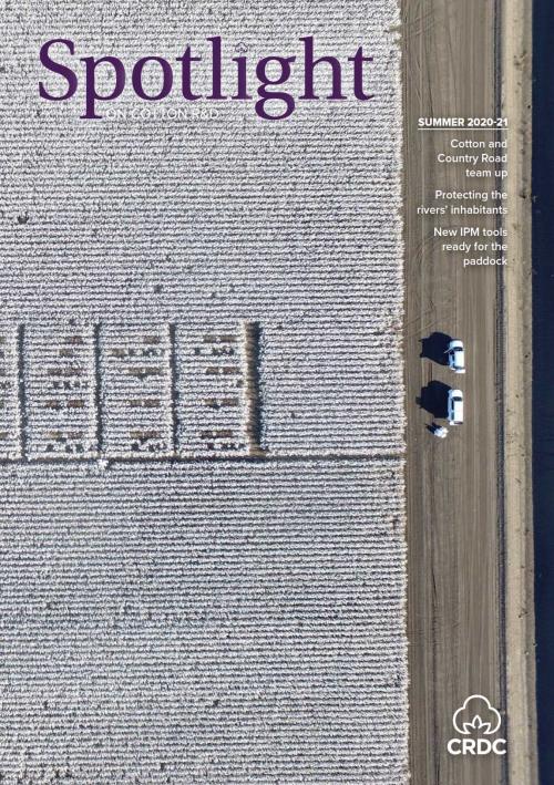 A aerial shot of a cotton trial from a drone.