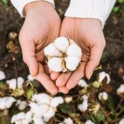 Hands holding cotton boll
