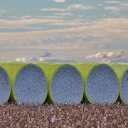 Cotton modules wrapped in yellow plastic in a field.